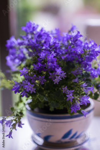 Vase with beautiful blue flowers