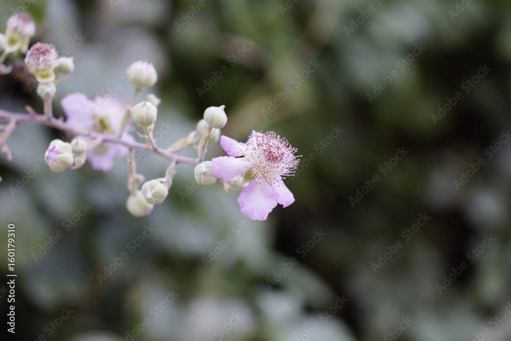 flor vistosa