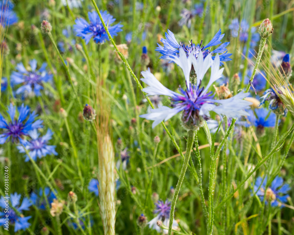 Close up of a beautiful blue Cornflower (Centaurea cyanus) in Spring Close up of a beautiful blue Cornflower (Centaurea cyanus) in Spring