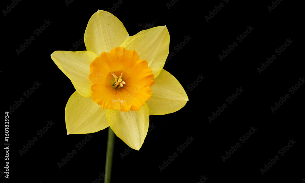 Fototapeta premium daffodil