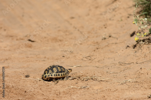 Fototapeta Naklejka Na Ścianę i Meble -  Angulate Tortoise, South Africa