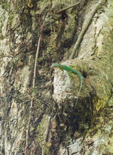 Lézard vert et bleu photo