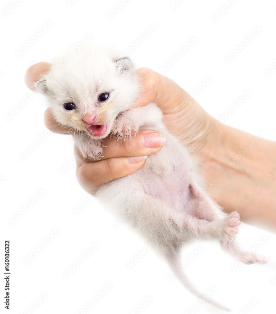 Newborn kitten in a hand on a white background