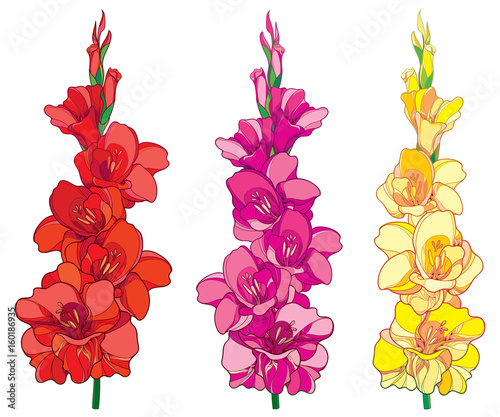 Photo Vector set with red, pink and yellow Gladiolus or sword lily flower bunch isolated on white background