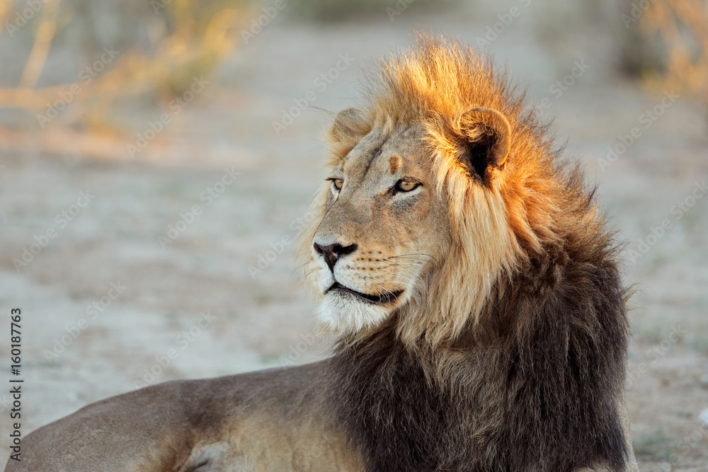 Portrait of a big male African lion (Panthera leo), South Africa.