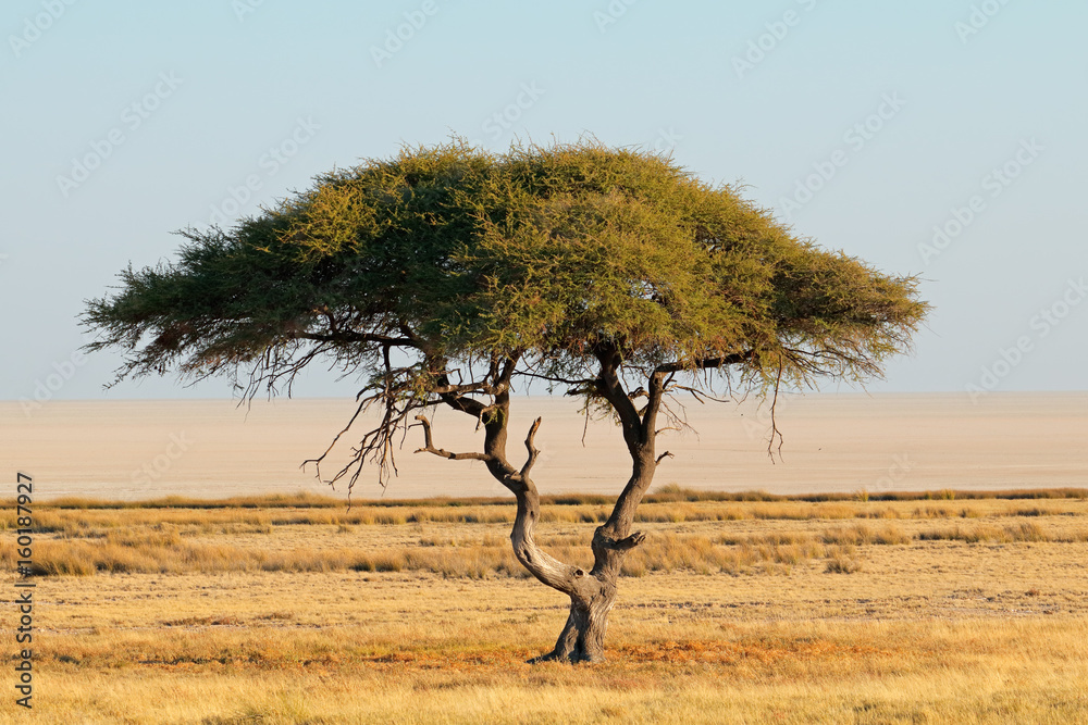 Landscape with a thorn tree and grassland, Etosha National Park, Namibia. Landscape with a thorn tree and grassland, Etosha National Park, Namibia.