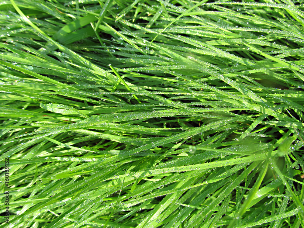 Fototapeta premium Fresh Green Grass with Rain Drops