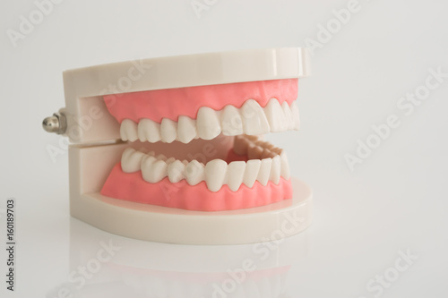 Artificial dental model