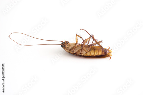 Died cockroach on white