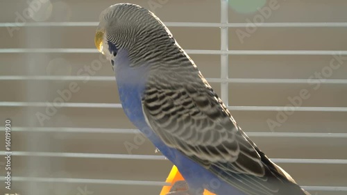 Blue budgerigar in the cage