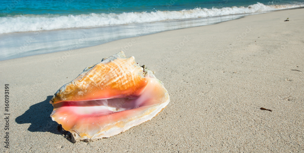 Big shell on a Caribbean beach Big shell on a Caribbean beach