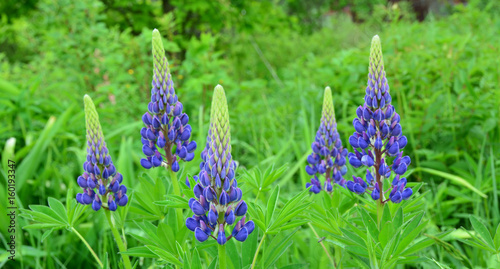 Many blooming lupine flowers in the garden