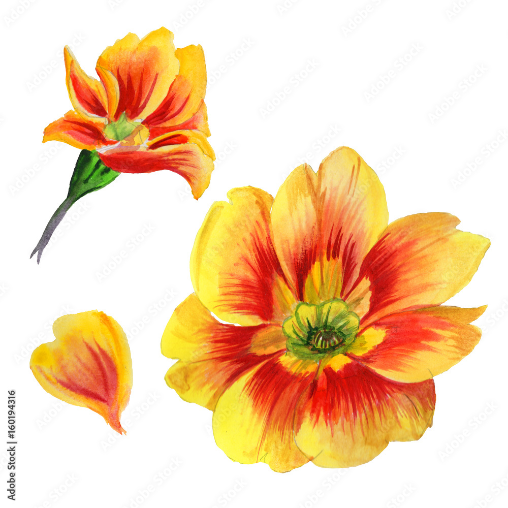 Wildflower viola flower in a watercolor style isolated. Wildflower viola flower in a watercolor style isolated.