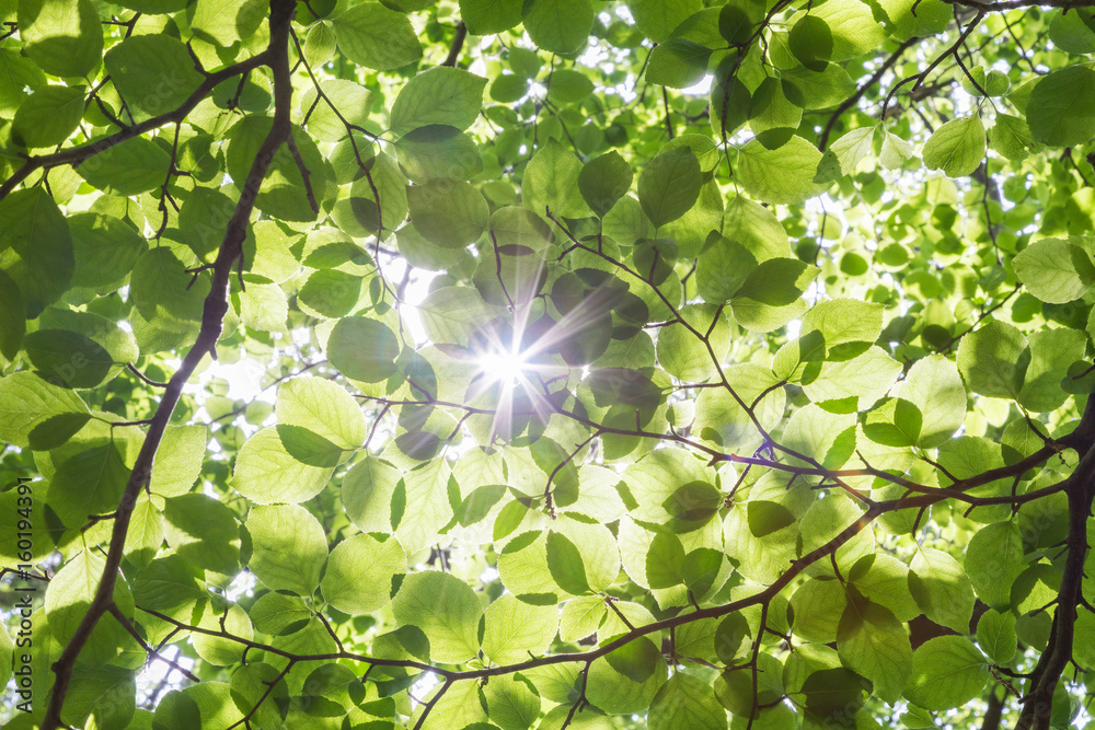 森林浴イメージ 背景素材 Stock 写真 Adobe Stock 森林浴イメージ 背景素材 Stock 写真 Adobe Stock