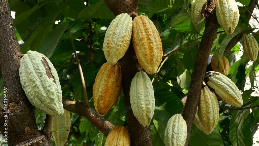 Cocoa tree with pods.Used as food and drink.