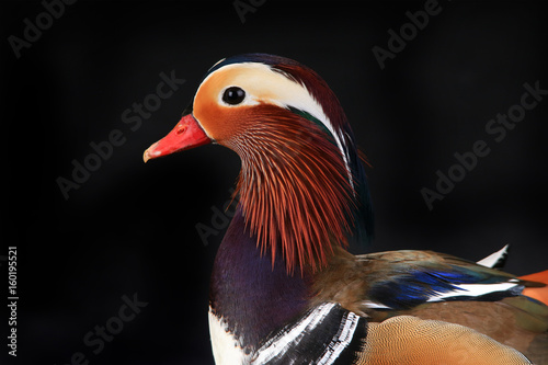 portrait mandarin duck