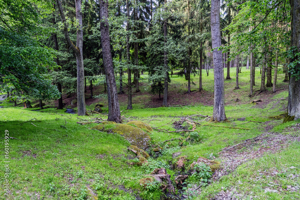 Obraz premium Forests hunting ground in the village of Velke mezirici in the Czech Republic