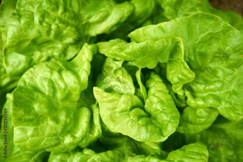 Close up from a fresh green salad