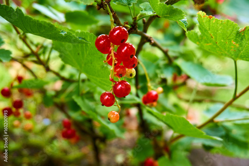 Single shrub of red currants in foreground