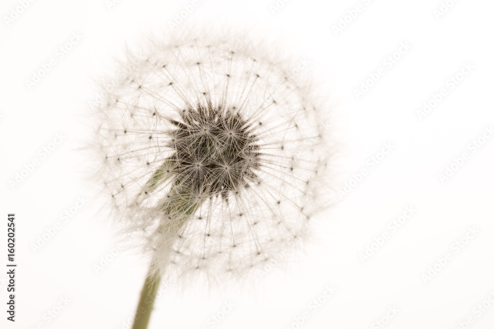Dandelion flower on white background. Macro closeup.
