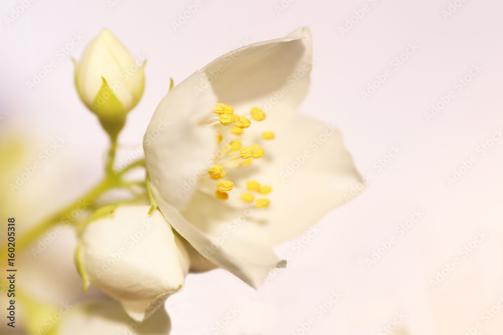 Fototapeta premium Kwiaty jaśminu kwitnące na krzaku w słoneczny dzień. Odosobniony