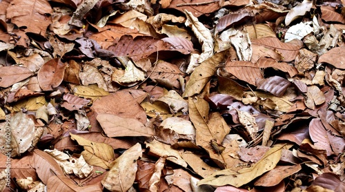 Dry leaves on the ground for background