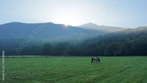 The first rays of the sun illuminate a foggy clearing with grazing horses. Caucasus. Russia. The Caucasian reserve. Cordon Guzeripl