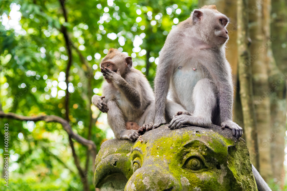 Macaque monkeys at Monkey Forest, Bali, Indonesia Macaque monkeys at Monkey Forest, Bali, Indonesia