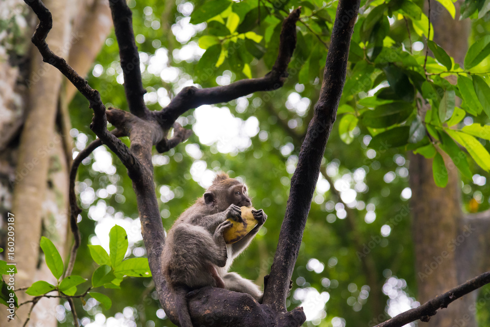 Obraz premium Macaque monkey at Monkey Forest, Bali, Indonesia