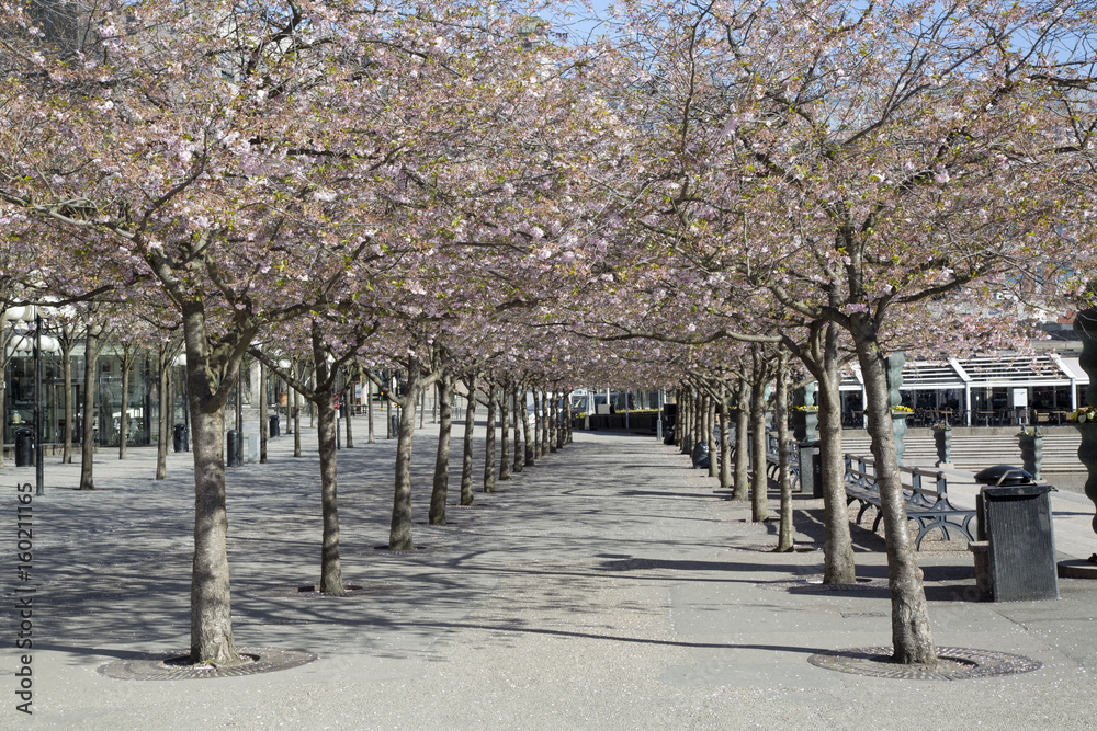 Fototapeta premium Blossom on Trees, King’s Garden; Stockholm