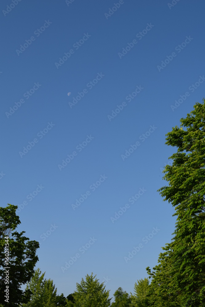 Obraz premium 青空と月と新緑