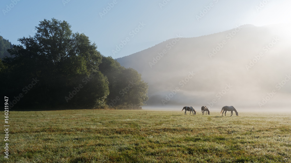 The first rays of the sun illuminate a foggy clearing with grazing horses. Caucasus. Russia. The Caucasian reserve. Cordon Guzeripl The first rays of the sun illuminate a foggy clearing with grazing horses. Caucasus. Russia. The Caucasian reserve. Cordon Guzeripl