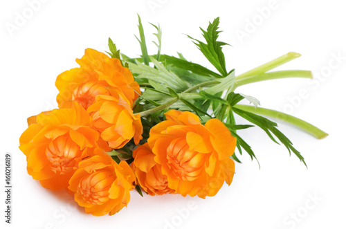 Beautiful orange flowers isolated on white