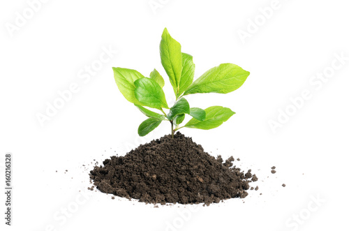 Green plant growing in soil isolated on a white