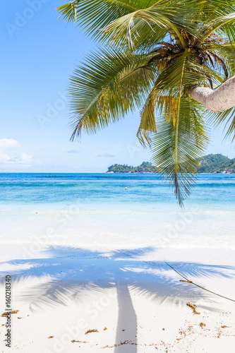 reflets de cocotier pench   sur plage d Anse Boileau  Mah    Seychelles 