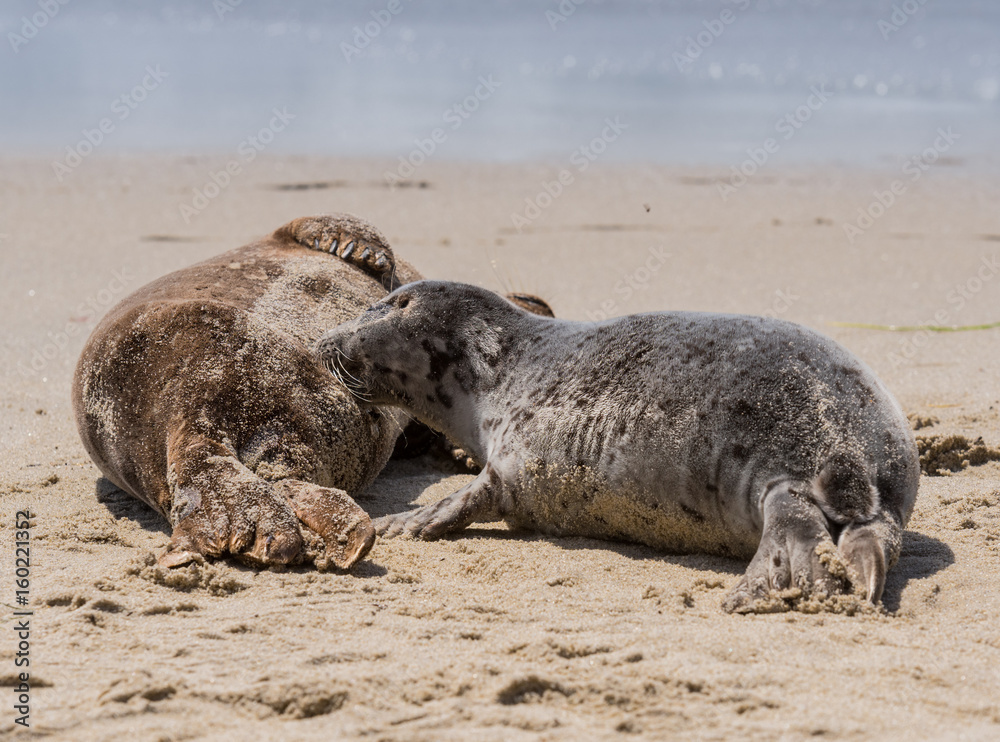 Young Seal Pup Nurses While Mother Sleeps Young Seal Pup Nurses While Mother Sleeps