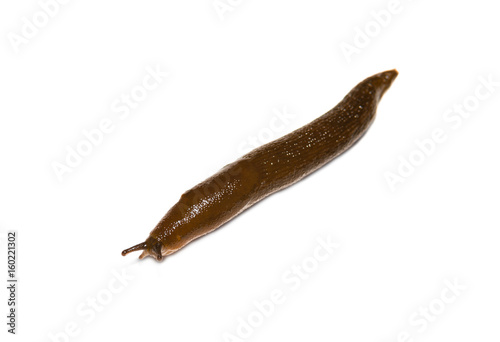 Spanish Slug (Arion vulgaris) isolated on white background