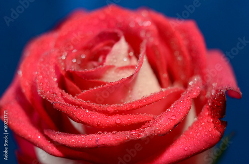A red rosebud with droplets of water