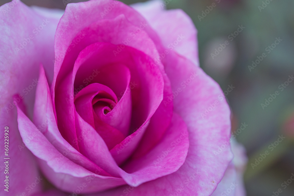 Macro flower beautiful rose. Macro flower beautiful rose.