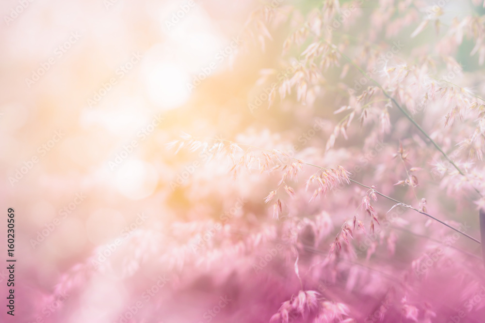 nature grass flower field in soft focus , pink pastel background with sunlight nature grass flower field in soft focus , pink pastel background with sunlight