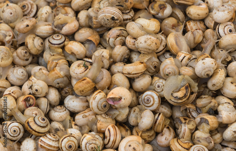 Snails in the Market Snails in the Market