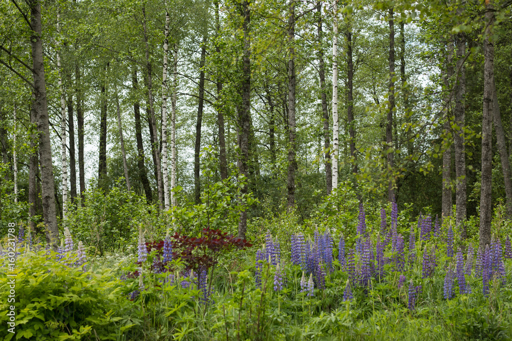 Obraz premium blue flowers field against forest at sunny day