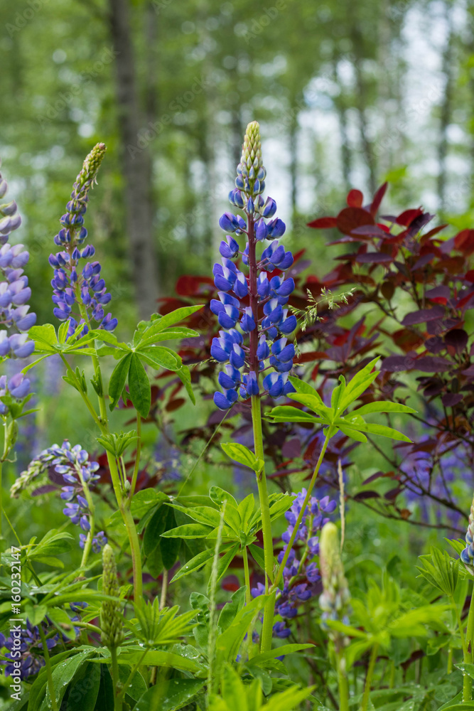 Fototapeta premium wild blue flower against green forest