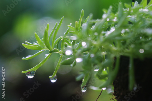 Water droplets on plant