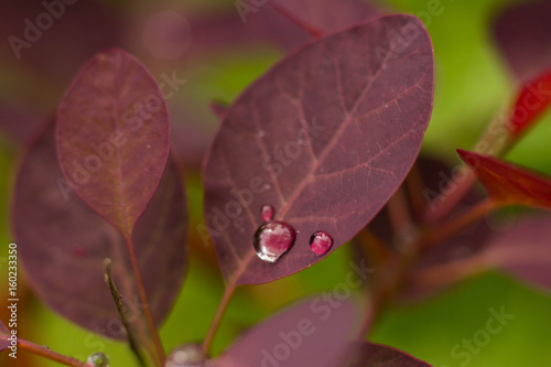 red leafes with water drops closeup