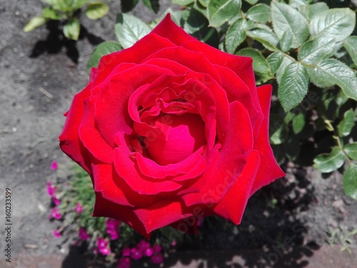 piękna czerwona róża