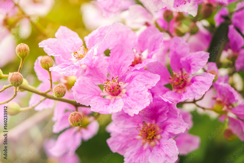 Beautiful pink flower Queen's Crape Myrtle or Queen’s flower soft focus Beautiful pink flower Queen's Crape Myrtle or Queen’s flower soft focus