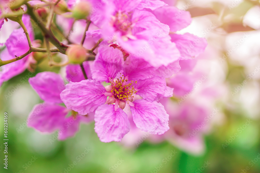 Beautiful pink flower Queen's Crape Myrtle or Queen’s flower soft focus Beautiful pink flower Queen's Crape Myrtle or Queen’s flower soft focus