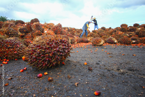 Harvested oil palm fruits with workers in background