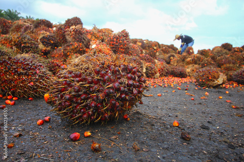 Harvested oil palm fruits with workers in background